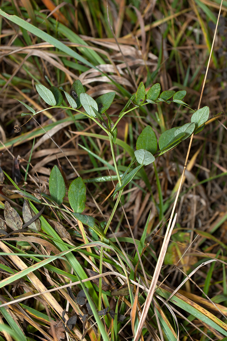 Изображение особи Lathyrus pisiformis.