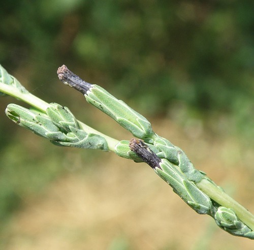 Image of Lactuca saligna specimen.