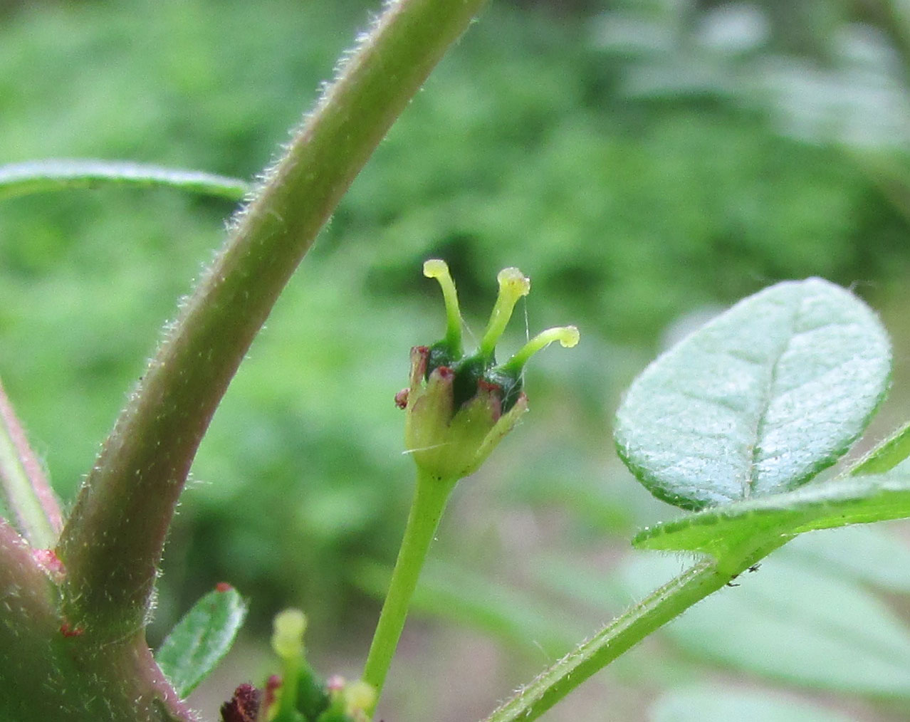 Image of Zanthoxylum americanum specimen.