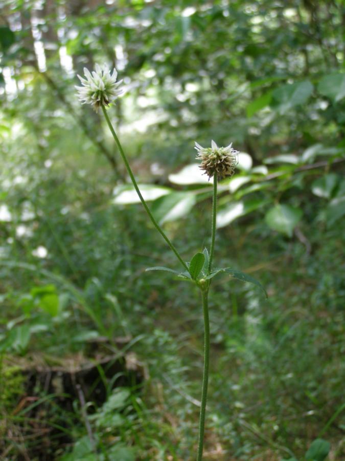 Image of Trifolium montanum specimen.