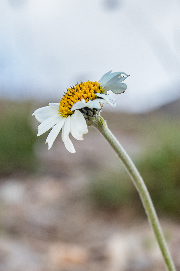 Image of Anthemis saportana specimen.