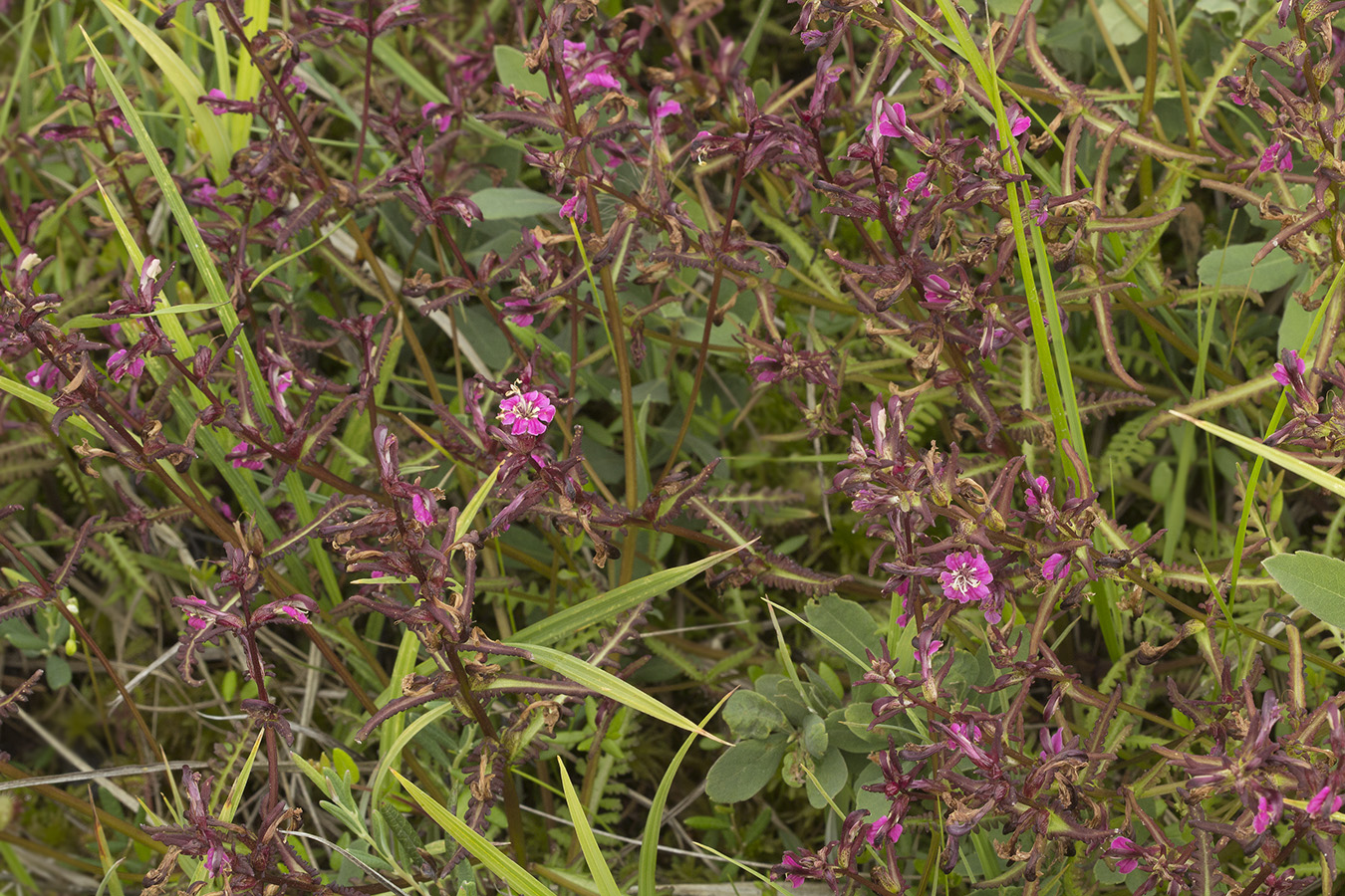 Изображение особи Pedicularis adunca.