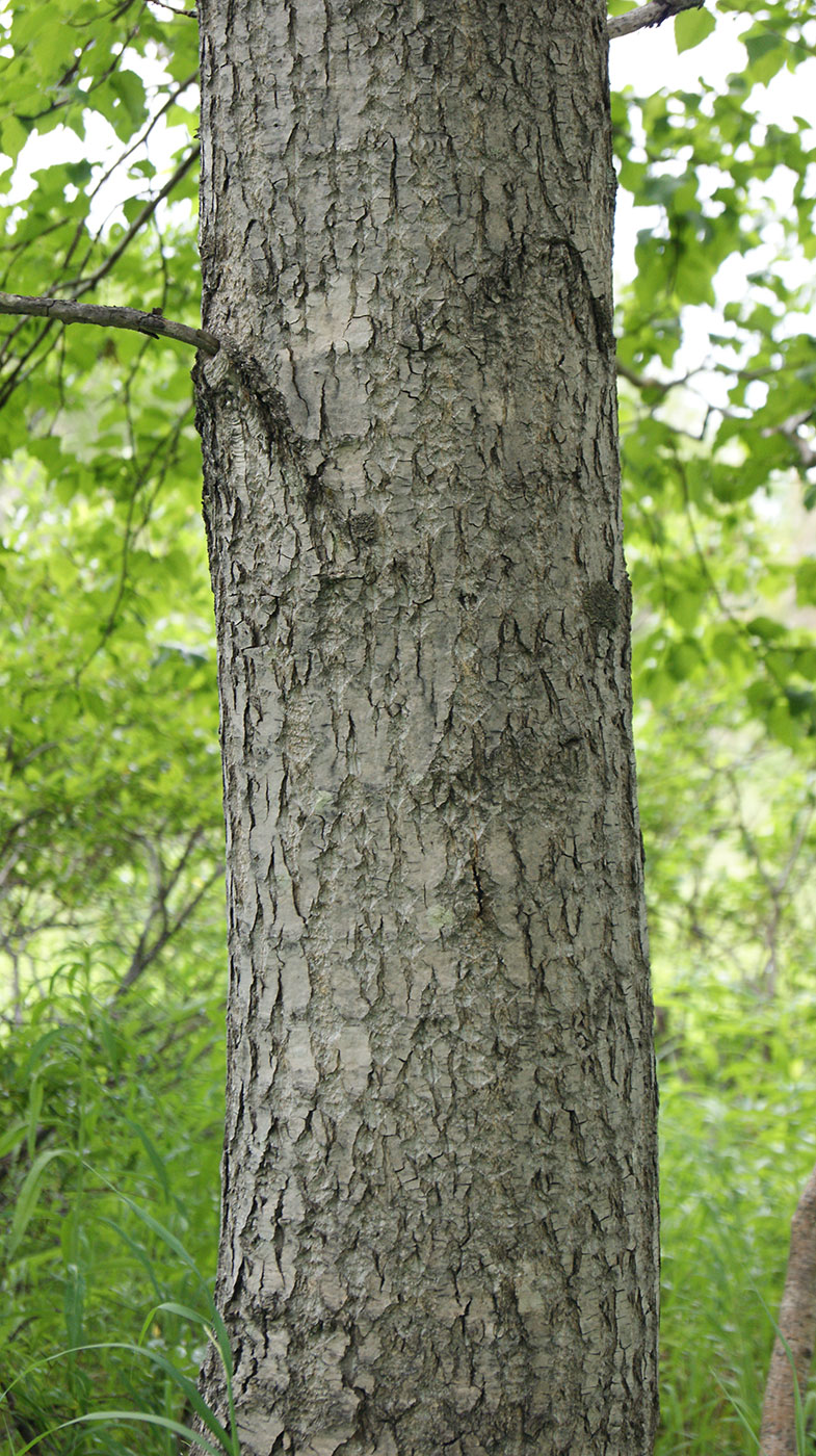 Image of Populus suaveolens specimen.