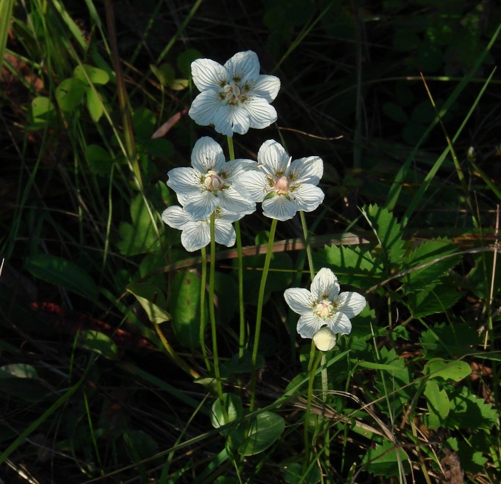 Изображение особи Parnassia palustris.