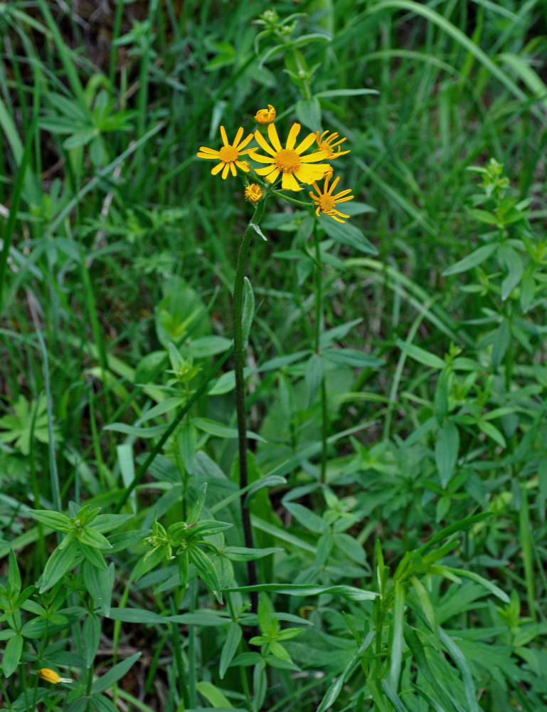 Изображение особи Tephroseris integrifolia.