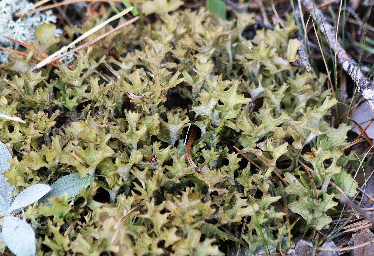 Image of Cetraria islandica specimen.