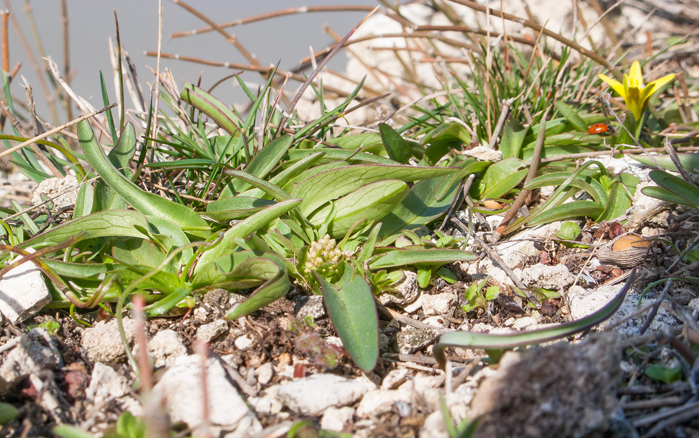 Image of Valeriana tuberosa specimen.