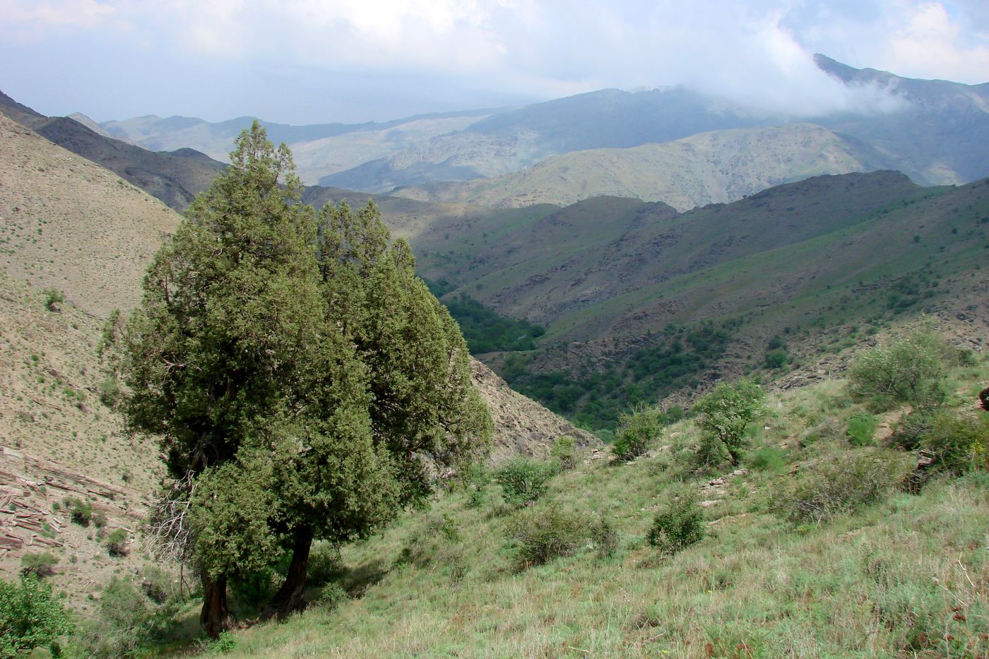 Image of Juniperus seravschanica specimen.