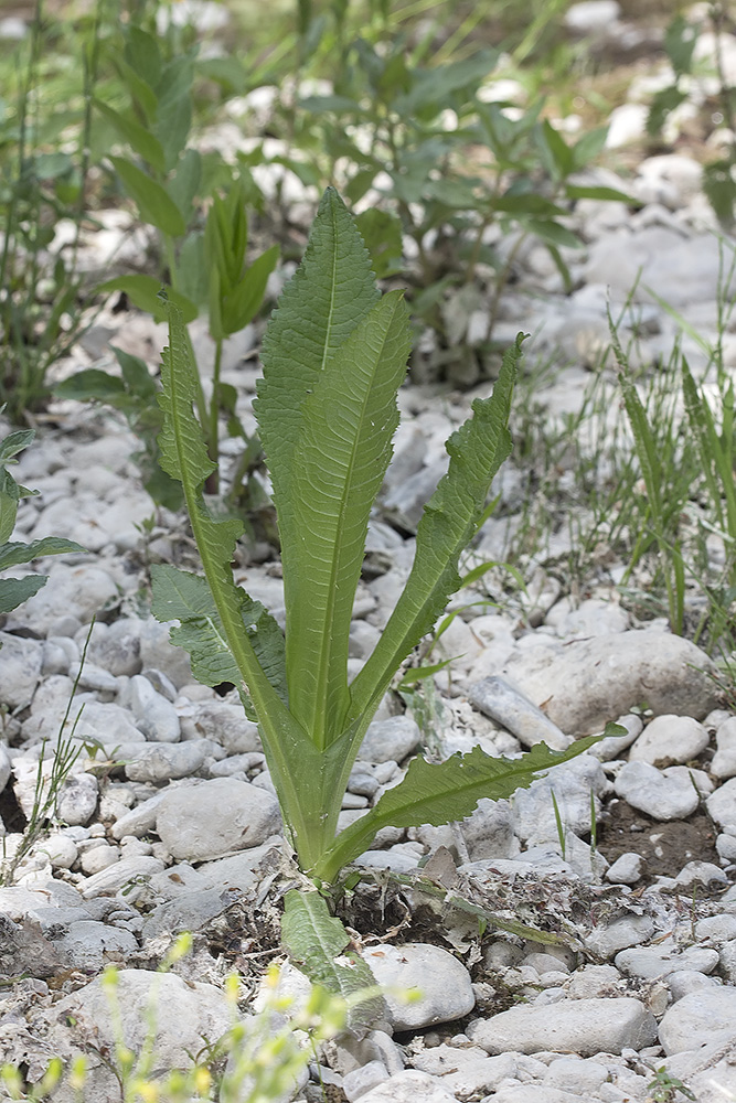 Изображение особи Dipsacus fullonum.