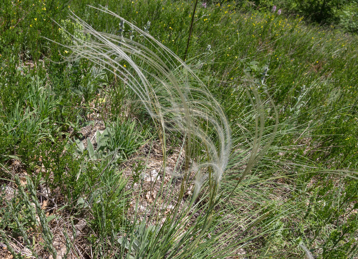 Image of genus Stipa specimen.