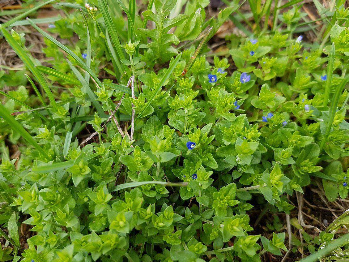 Image of Veronica arvensis specimen.