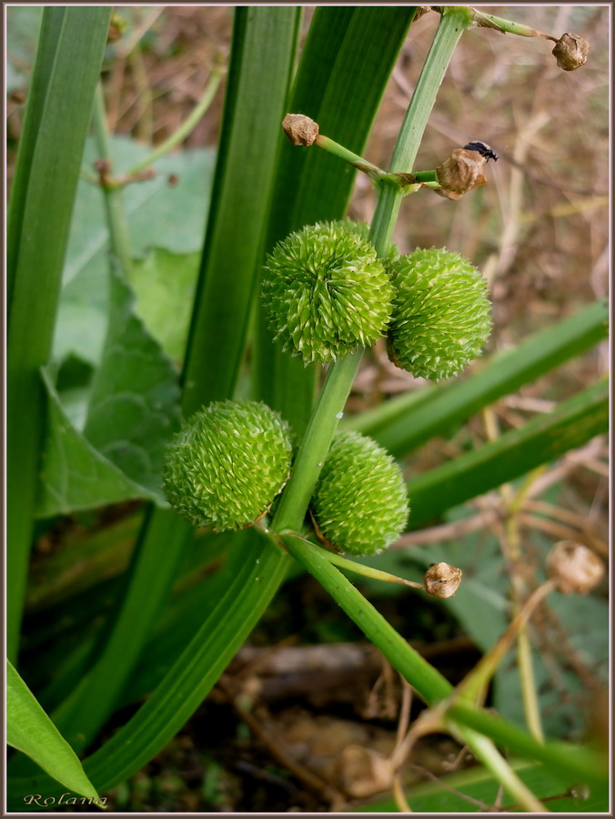 Изображение особи Sagittaria sagittifolia.