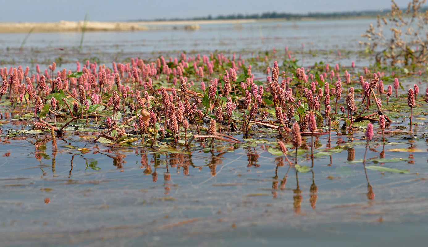 Image of Persicaria amphibia specimen.