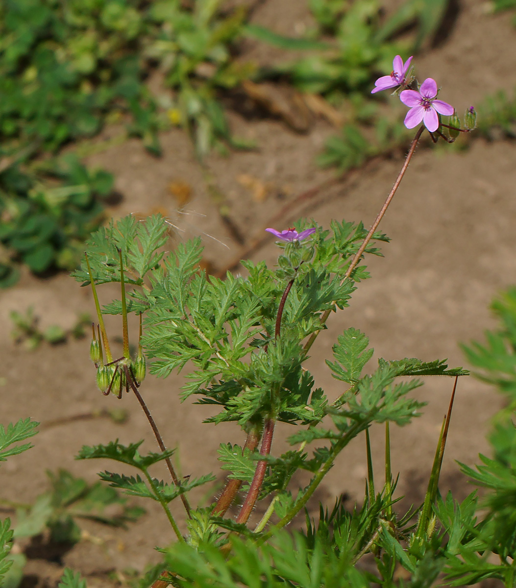 Изображение особи Erodium cicutarium.