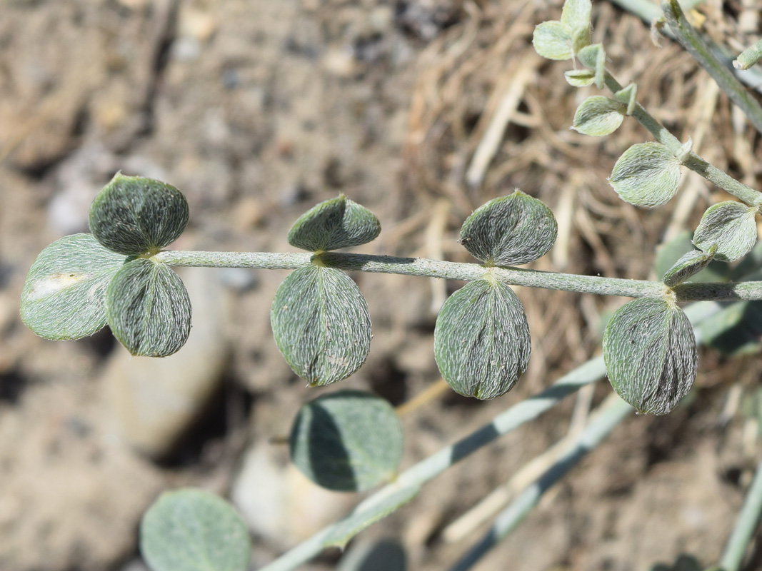 Image of Astragalus namanganicus specimen.