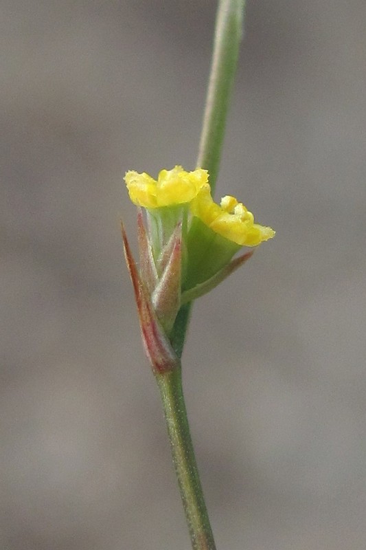 Image of Bupleurum asperuloides specimen.