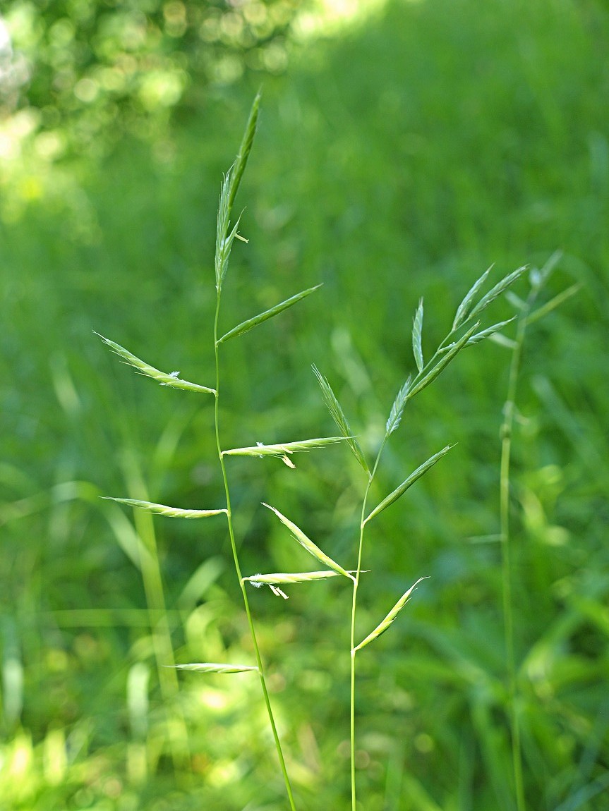 Изображение особи Brachypodium pinnatum.