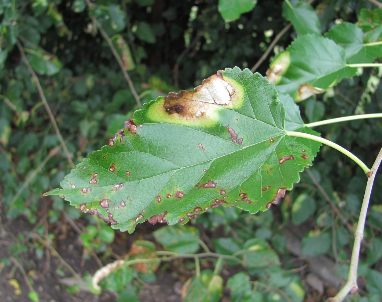 Image of genus Morus specimen.