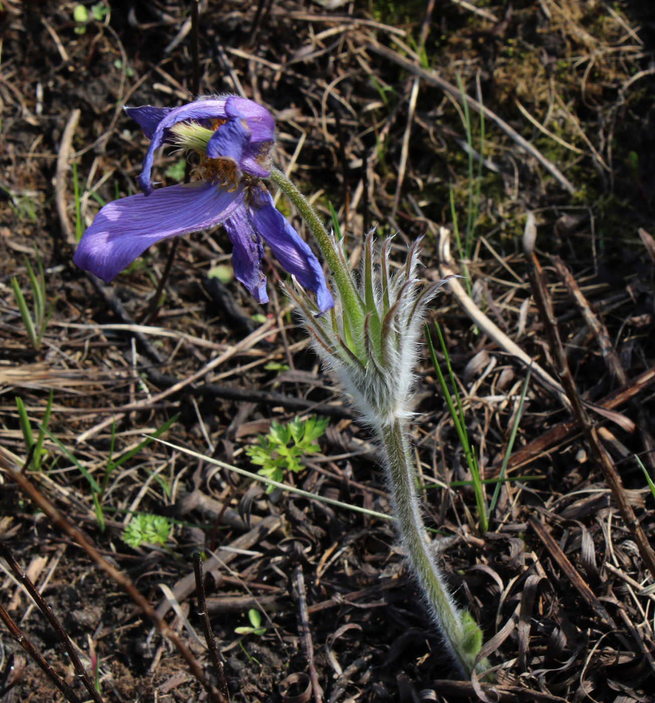 Image of Pulsatilla patens specimen.