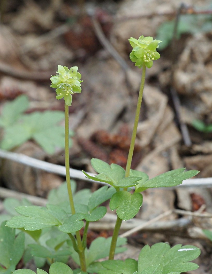 Image of Adoxa moschatellina specimen.