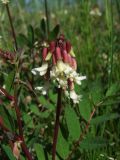 Astragalus frigidus. Верхушка побега с соцветием. Магаданская обл., Ольский р-н, окр. пгт Ола, у Ольского шоссе на поляне. 04.07.2018.