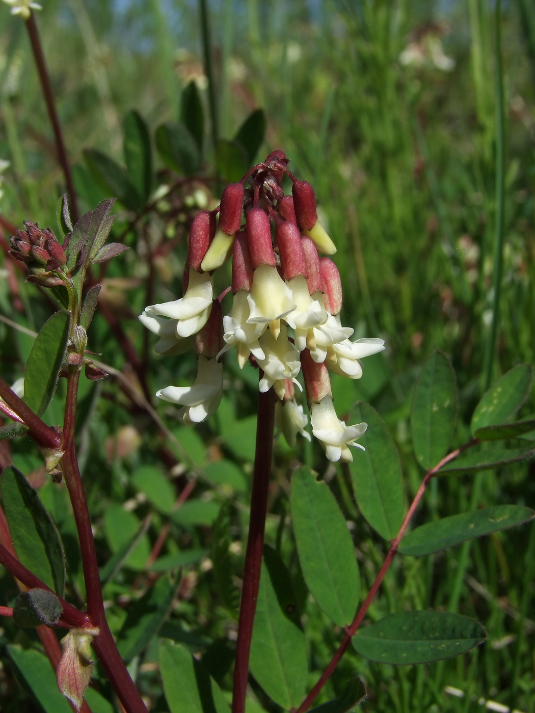 Image of Astragalus frigidus specimen.