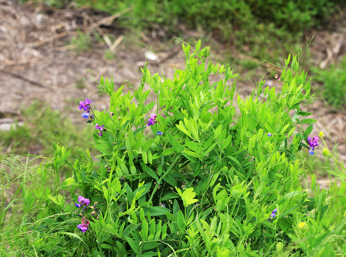 Image of Lathyrus pilosus specimen.