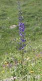 Delphinium flexuosum