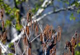 род Alnus. Верхушка ветви с соцветиями. Самарская обл., Жигулёвский заповедник, гора Стрельная, опушка лиственного леса. 02.05.2021.