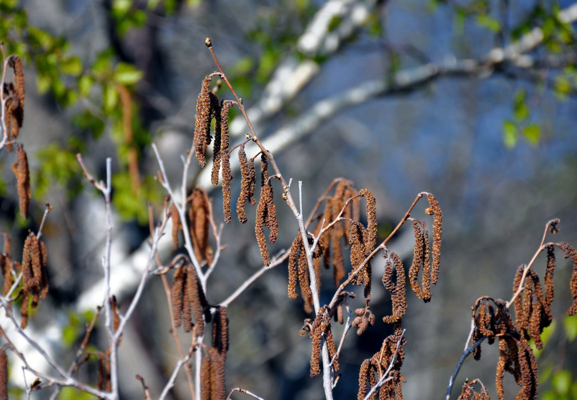 Image of genus Alnus specimen.