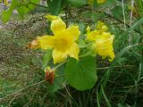 Смотреть изображение Thladiantha dubia
