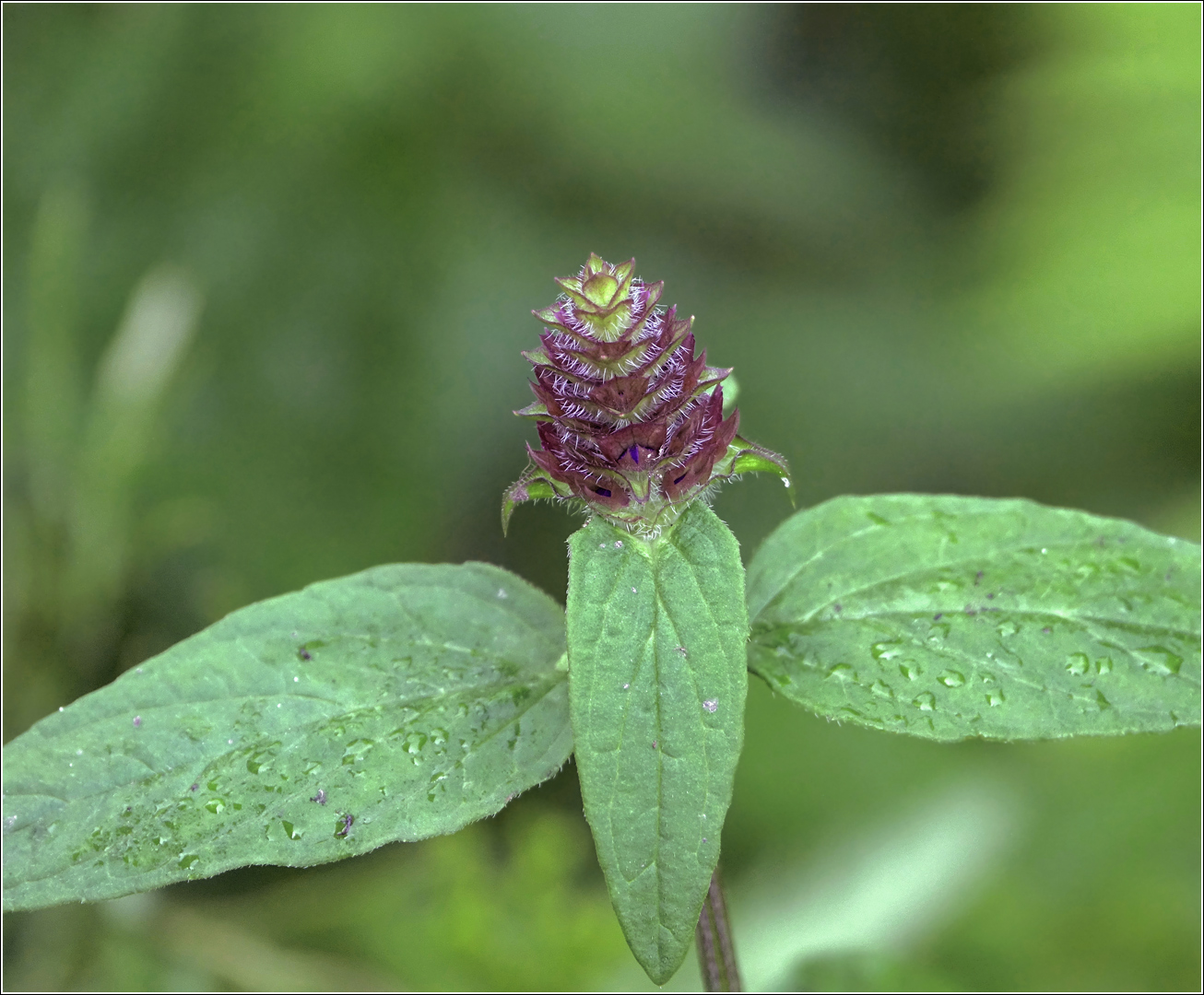 Image of Prunella vulgaris specimen.