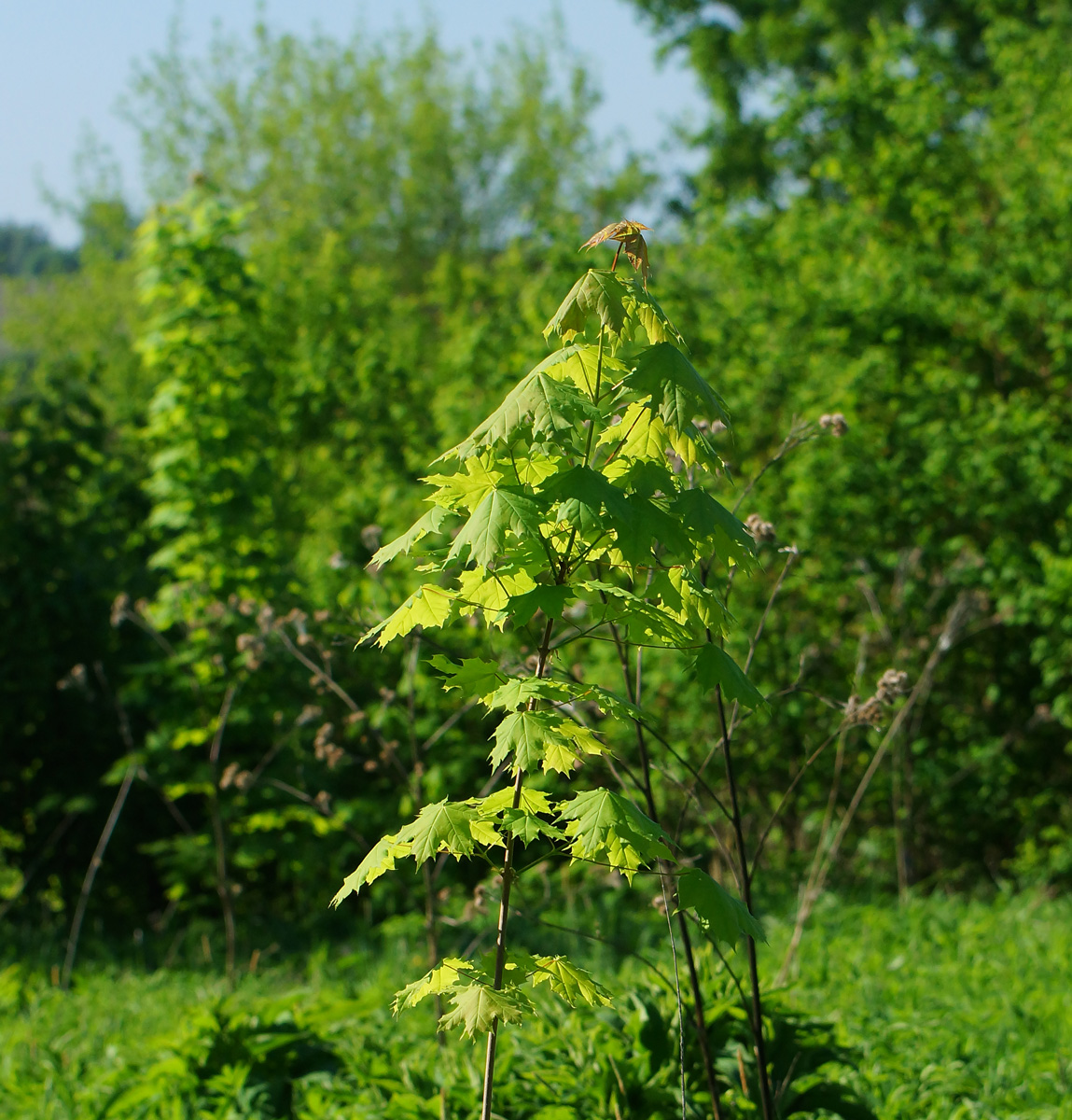 Изображение особи Acer platanoides.