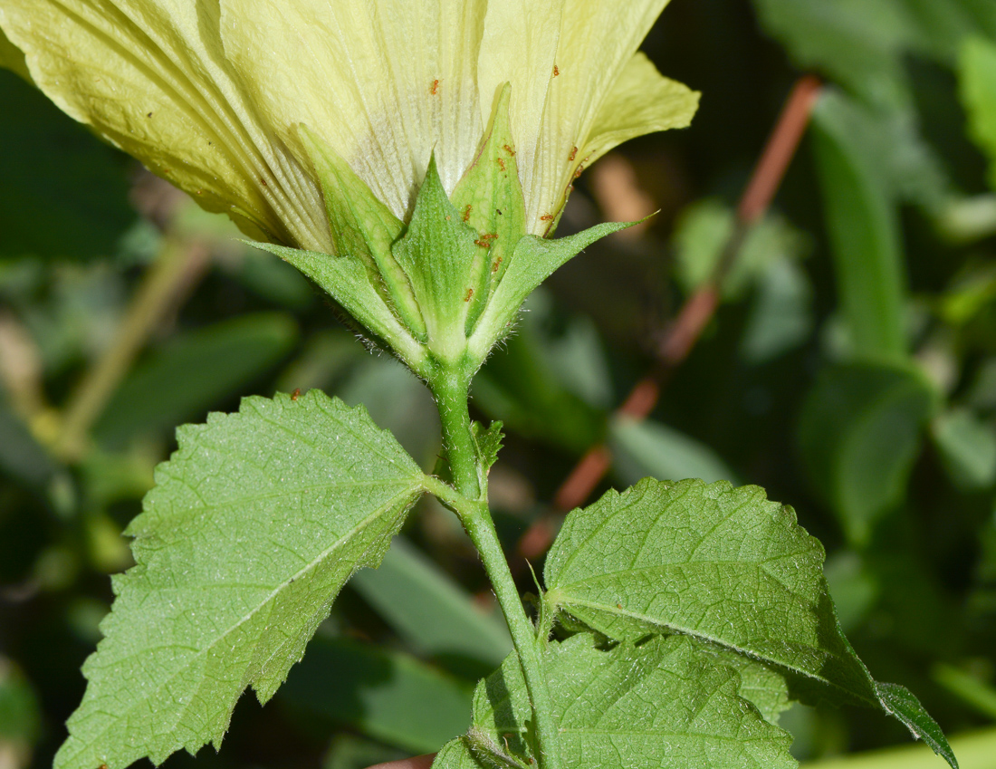 Image of Hibiscus panduriformis specimen.