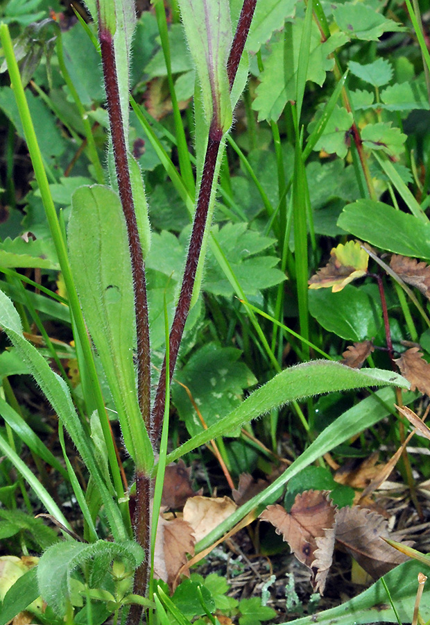 Image of Erigeron eriocalyx specimen.