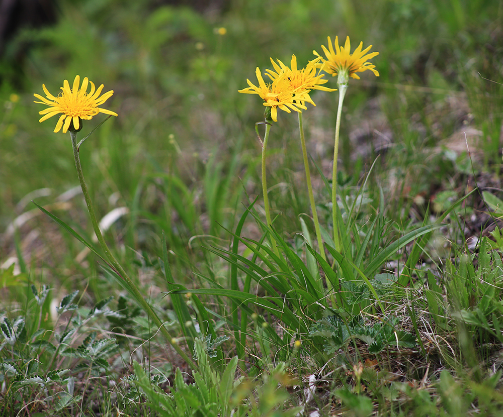 Image of Scorzonera radiata specimen.