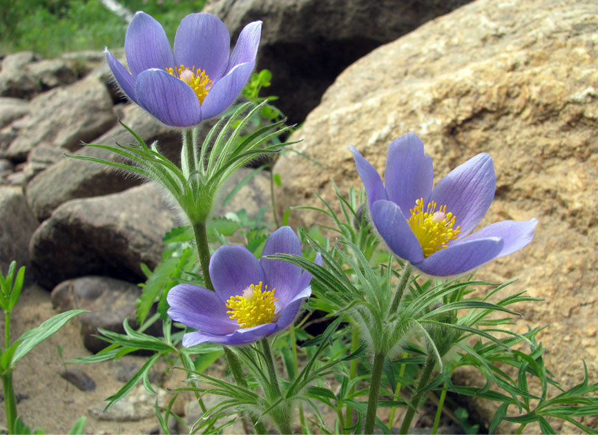 Image of Pulsatilla multifida specimen.