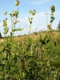 Cirsium oleraceum. Цветущее растение. Ленинградская область, 5 км ю-з Петергофа, окр. с. Низино. 24 июля 2006 г.