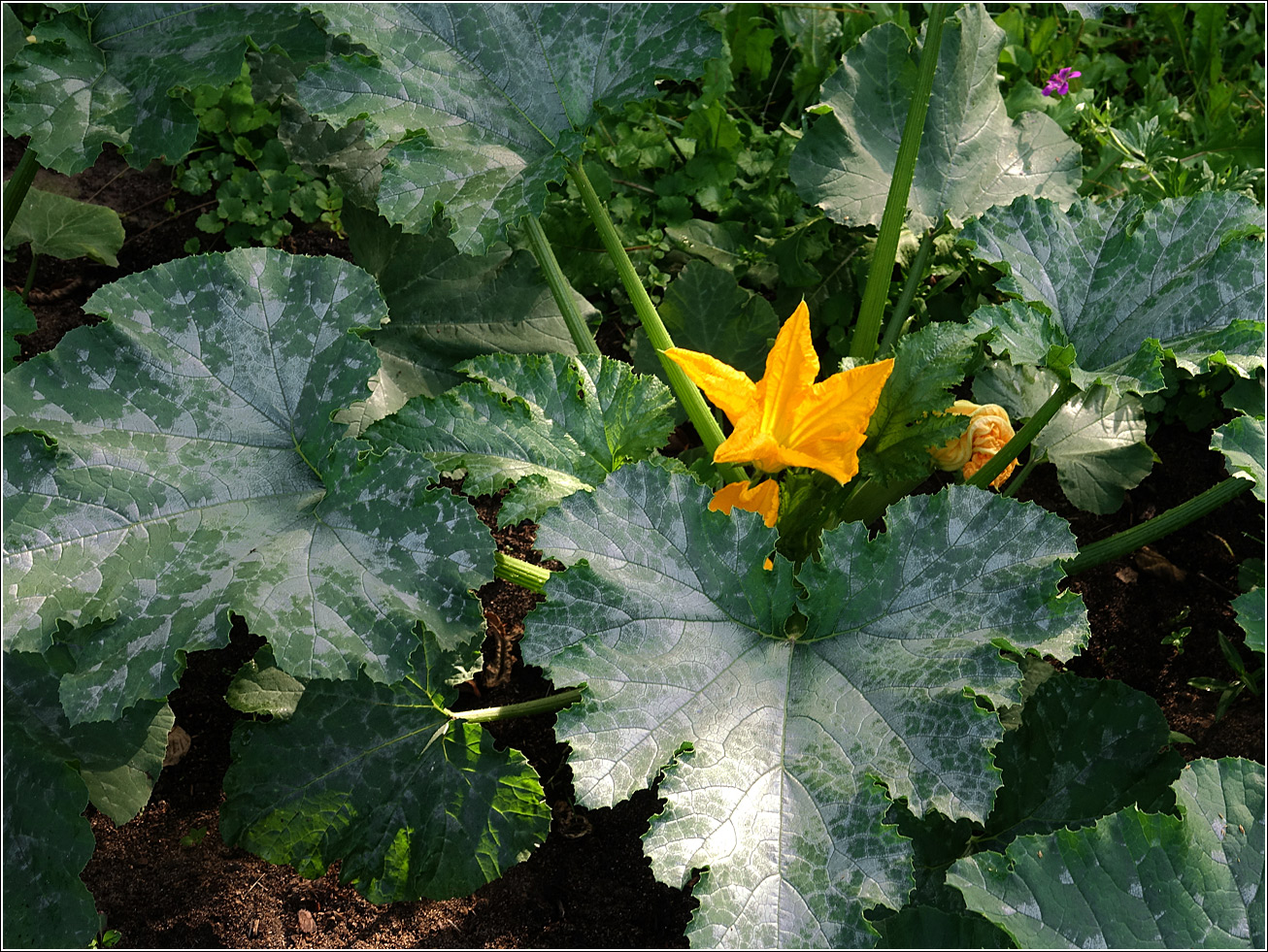 Image of Cucurbita pepo specimen.