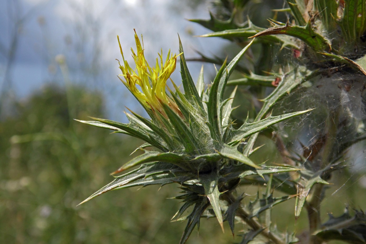 Image of Carthamus lanatus specimen.