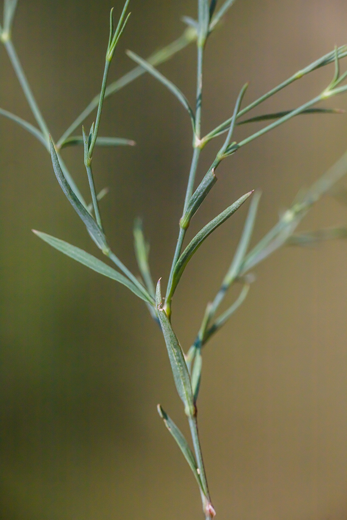 Image of Dianthus campestris specimen.