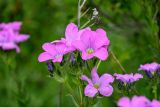 Linum hypericifolium. Соцветие. Армения, обл. Гегаркуник, берег оз. Севан, гора Артаниш, ≈ 2200 м н.у.м., луговой склон. 23.06.2022.