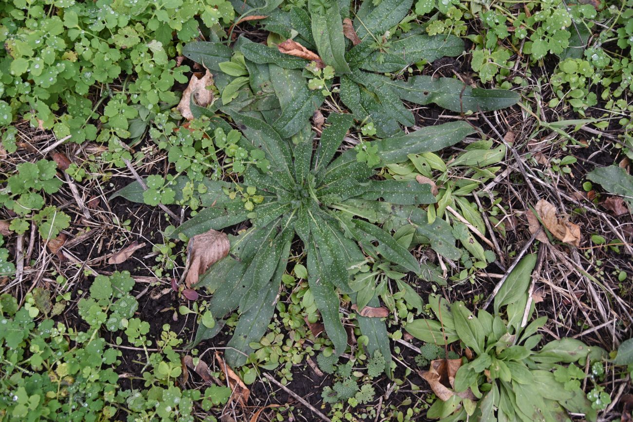 Изображение особи Echium vulgare.