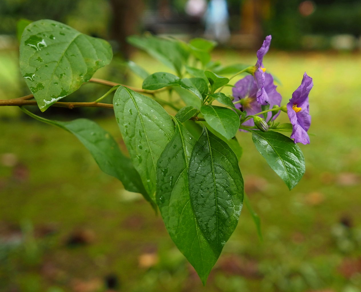 Изображение особи Lycianthes rantonnetii.