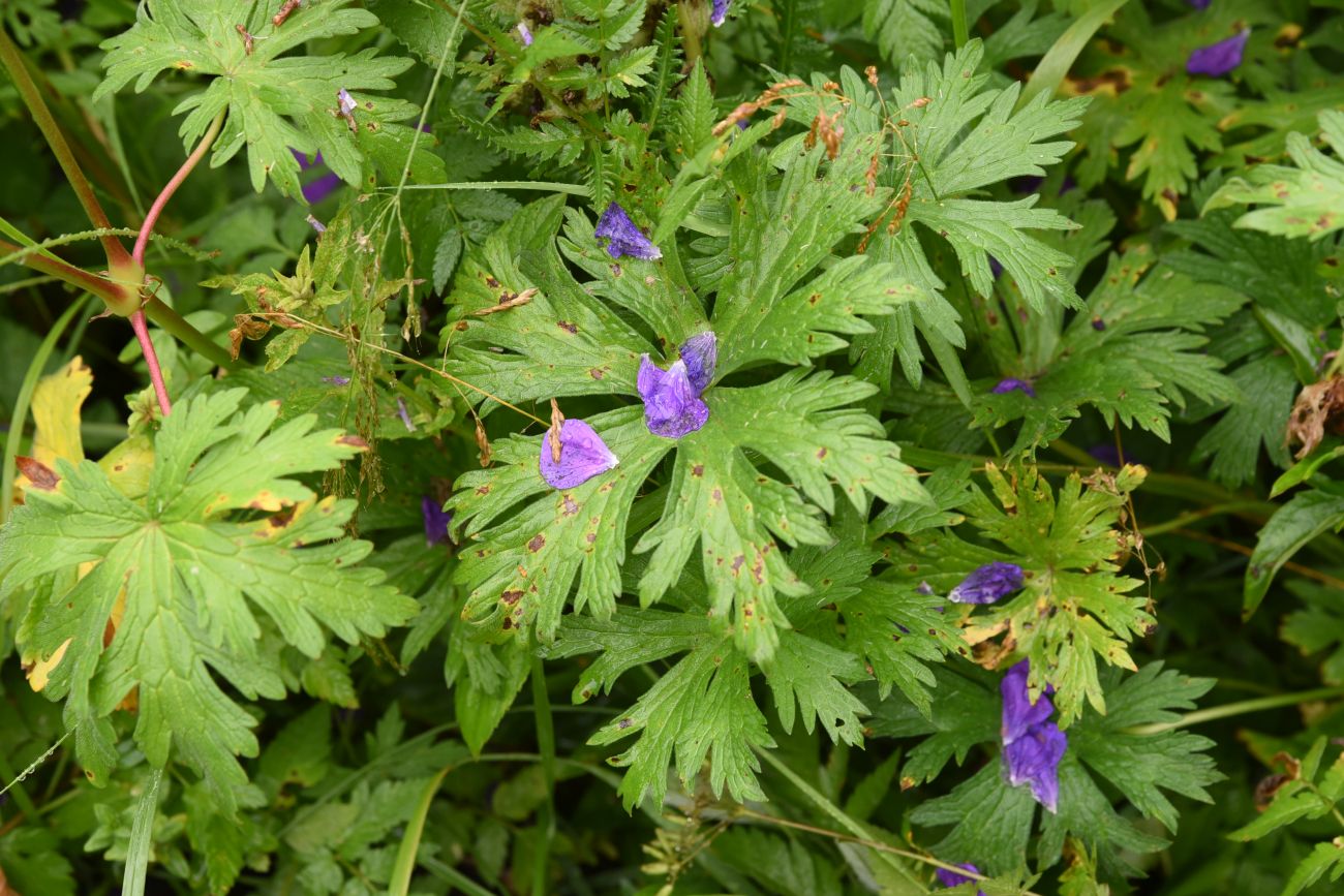 Изображение особи Geranium ruprechtii.