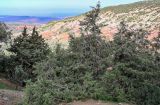 Juniperus phoenicea. Взрослые деревья. Марокко, обл. Марракеш - Сафи, хр. Высокий Атлас, перевал Тизи-н'Тишка, ≈ 2000 м н.у.м., каменистый склон. 01.01.2023.
