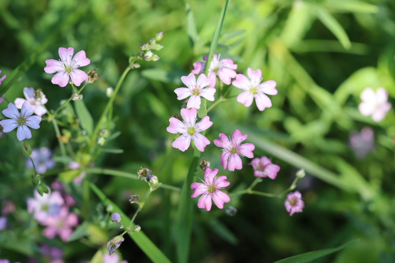 Image of Gypsophila repens specimen.