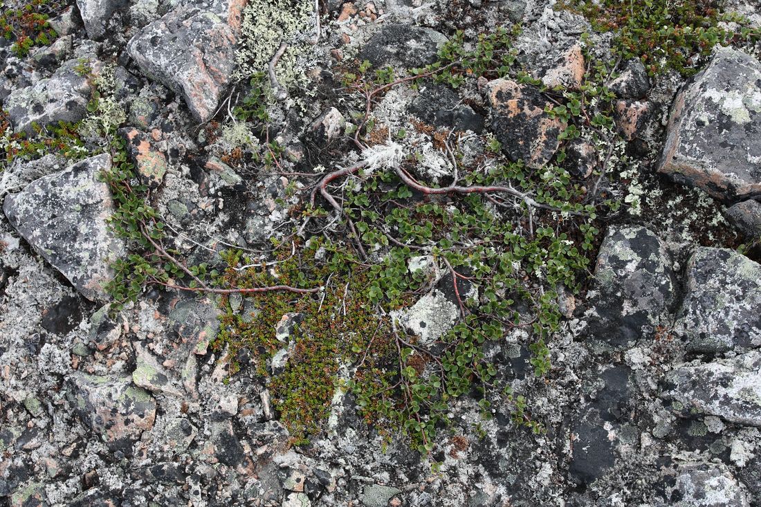 Image of Betula nana specimen.