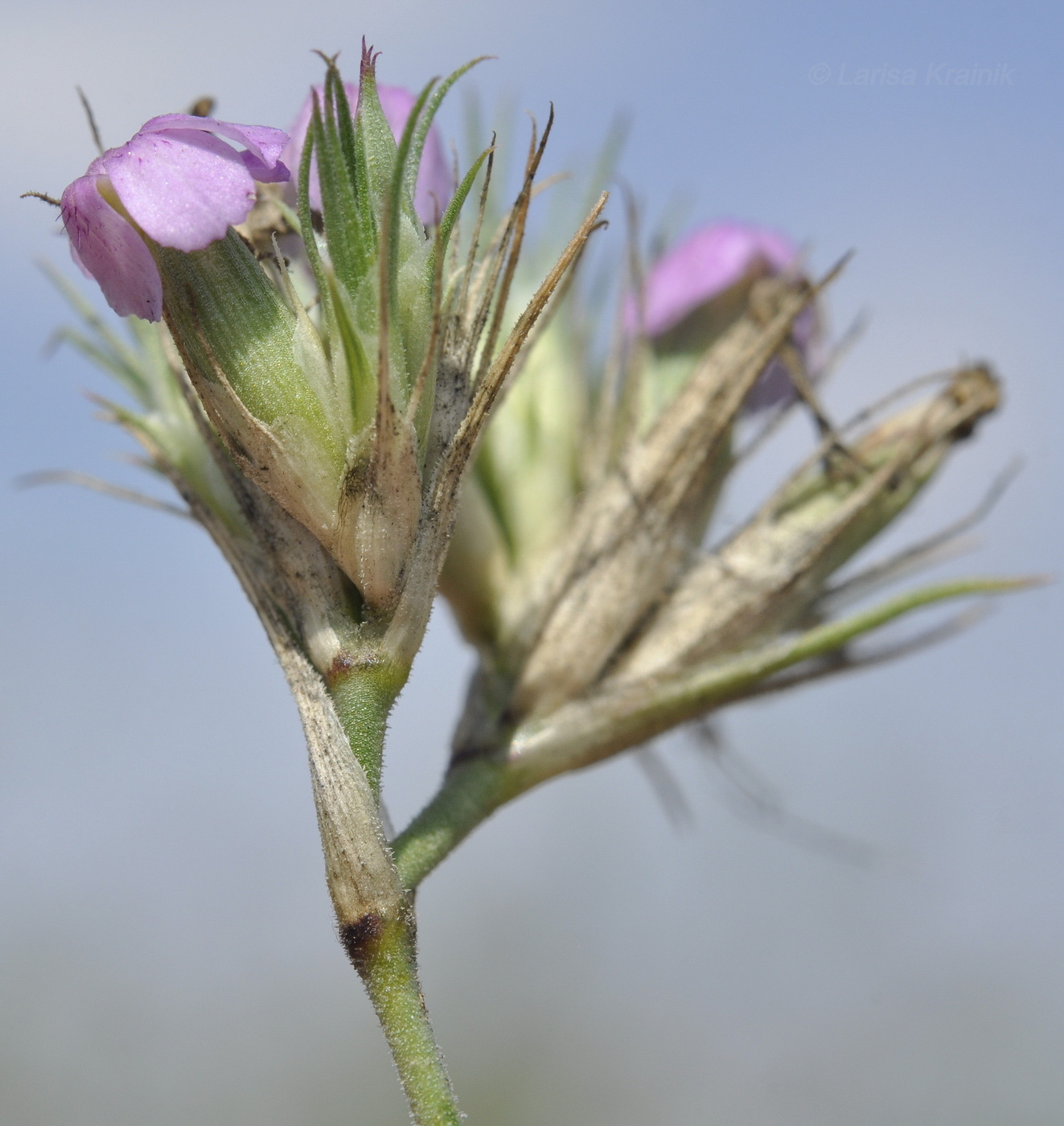 Image of Dianthus pseudarmeria specimen.