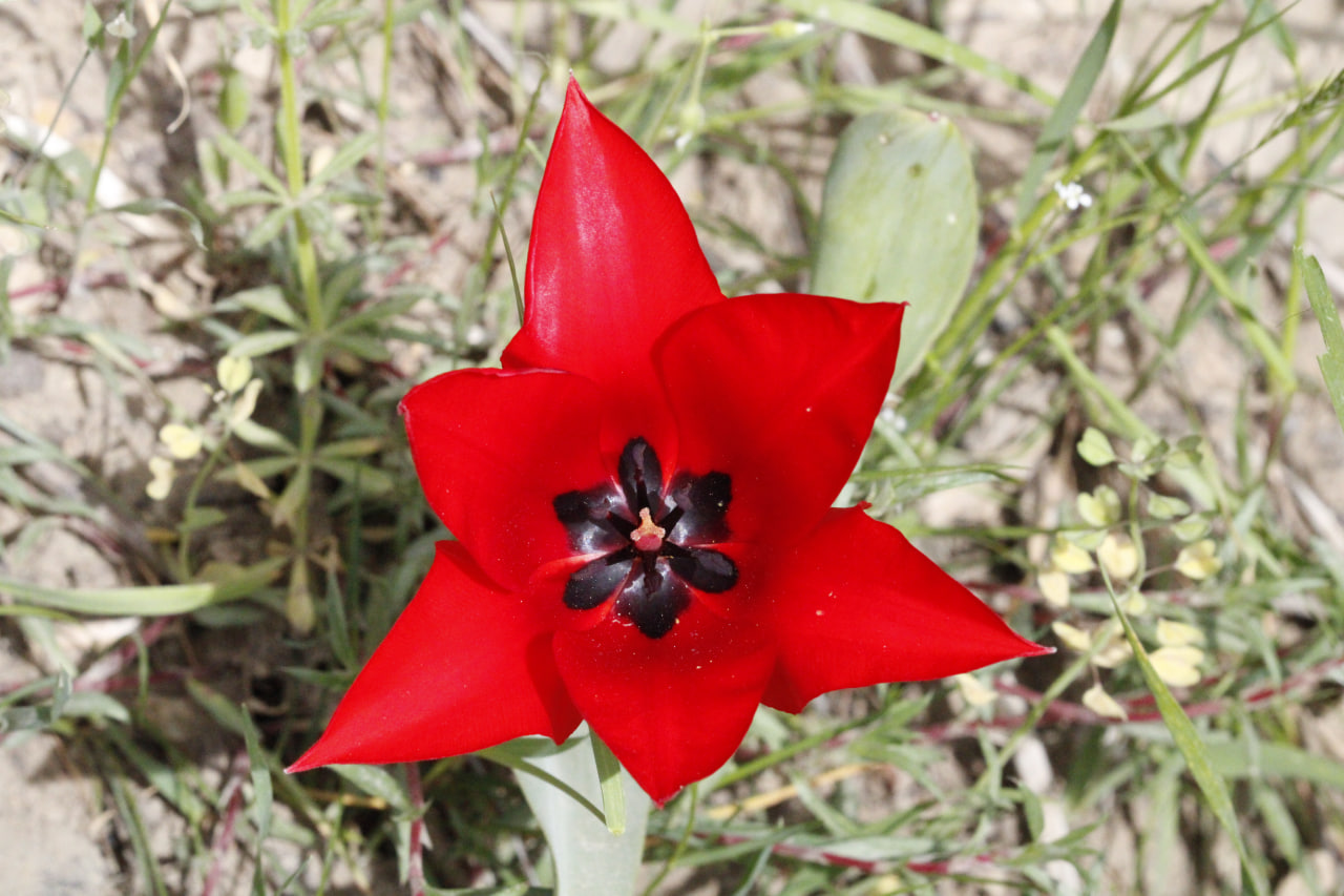 Image of Tulipa ingens specimen.